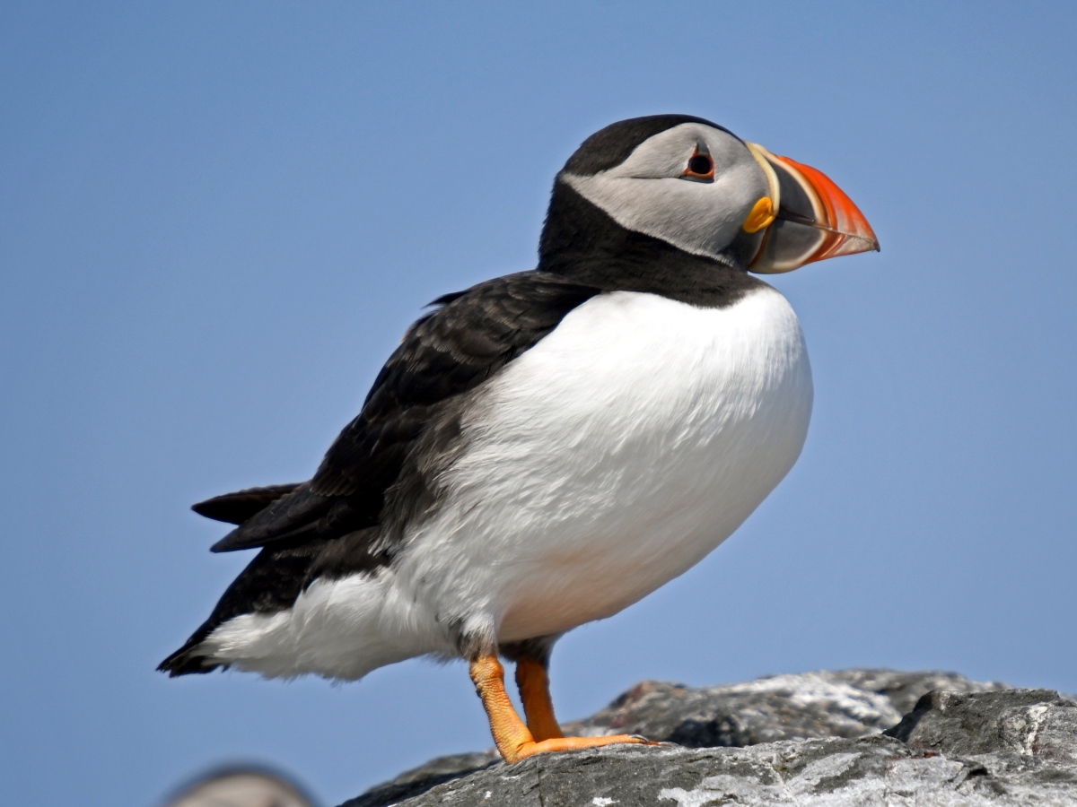 THE PUFFIN